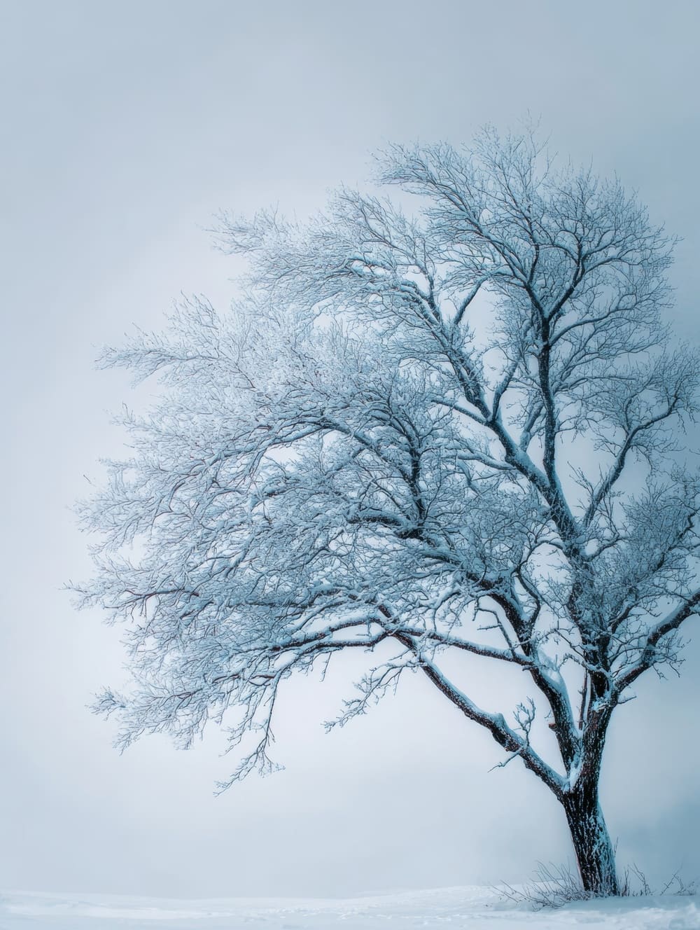 Tableau Arbre de Vie Neige