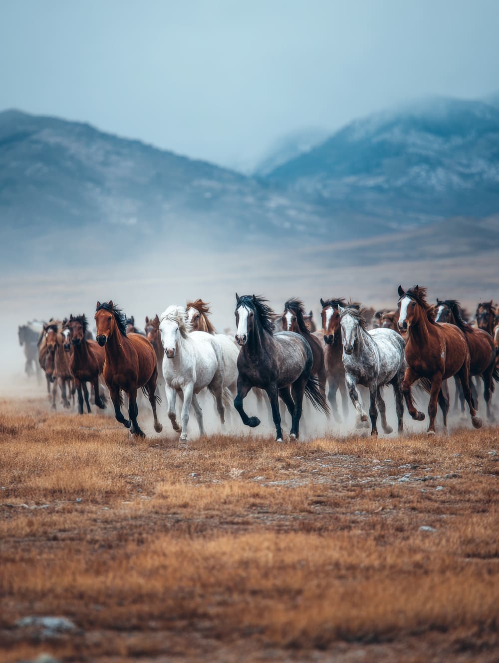 Tableau Cheval Sauvage En Hardes