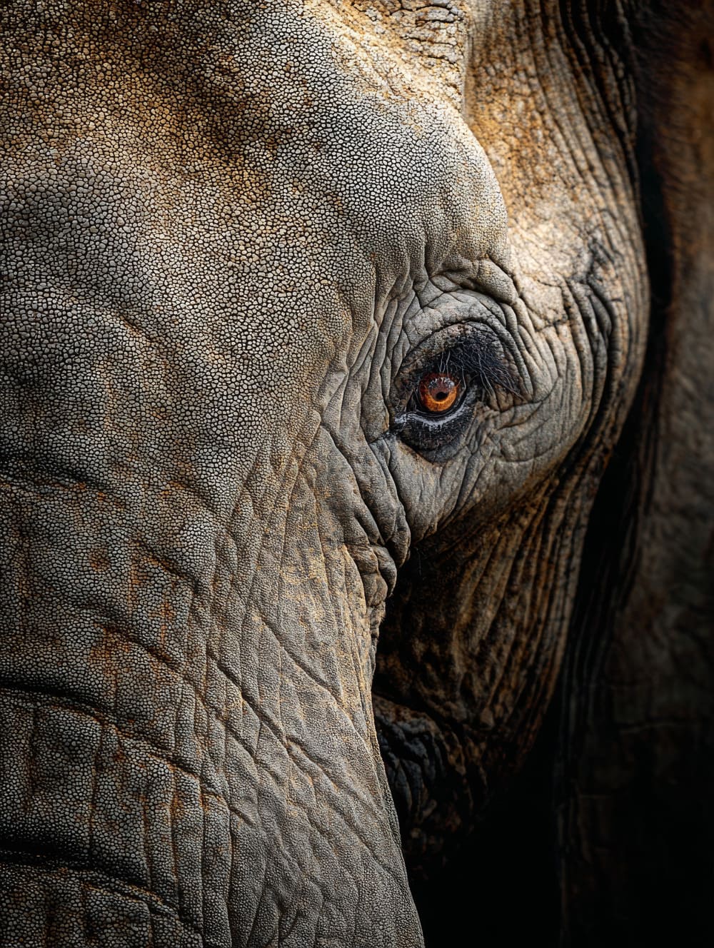 Tableau Éléphant En Gros Plan (Portrait)