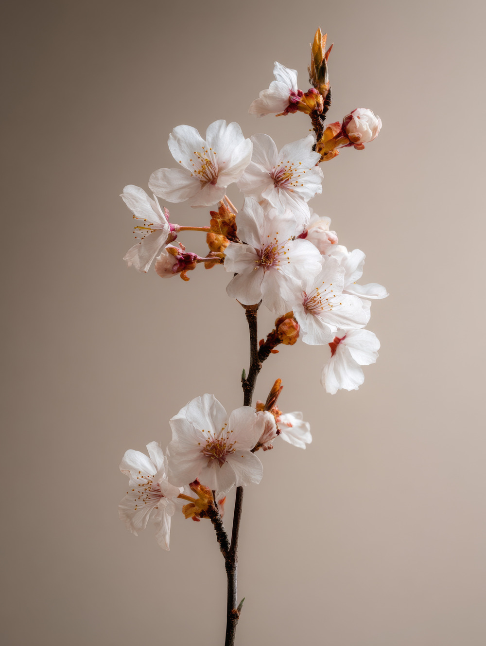 Tableau Fleur De Cerisier (Sakura)