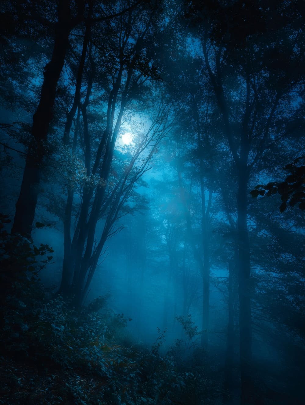 Tableau Foret Nocturne