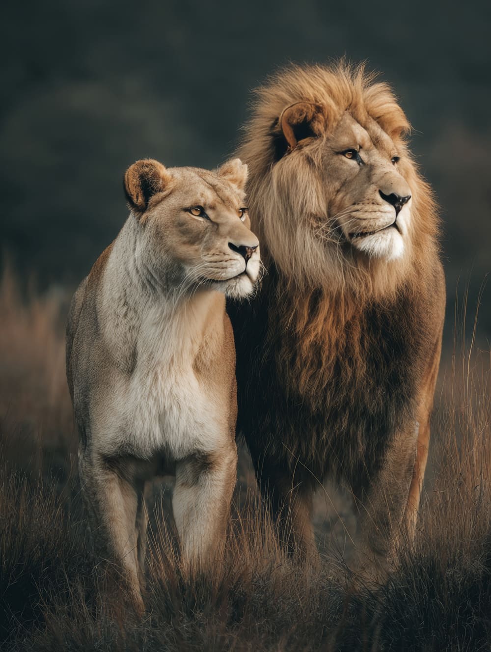 Tableau Lion Et Lionne Ensemble