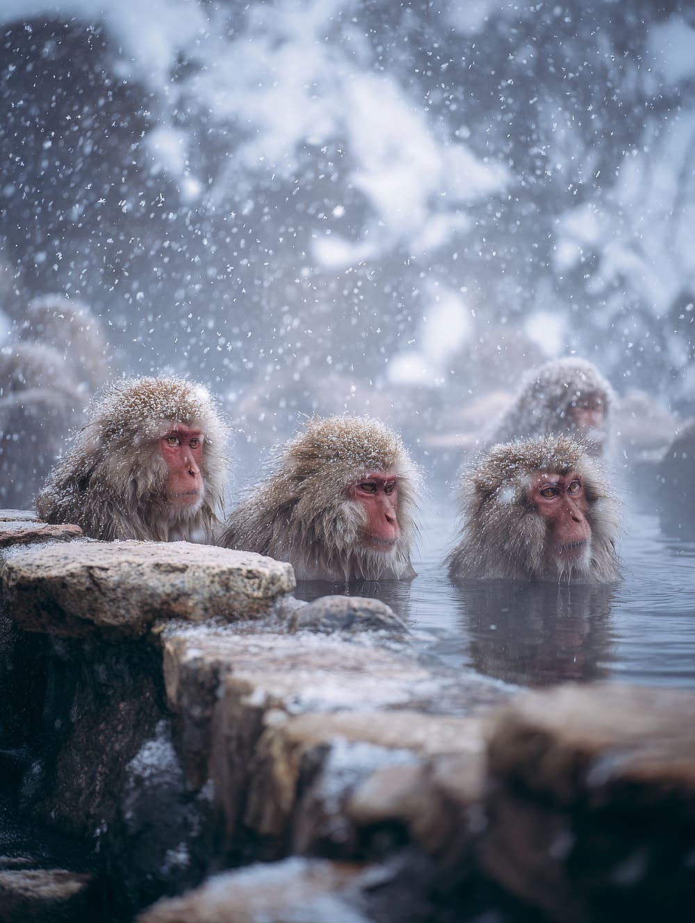 Tableau Singes des Sources Chaudes Japonaises