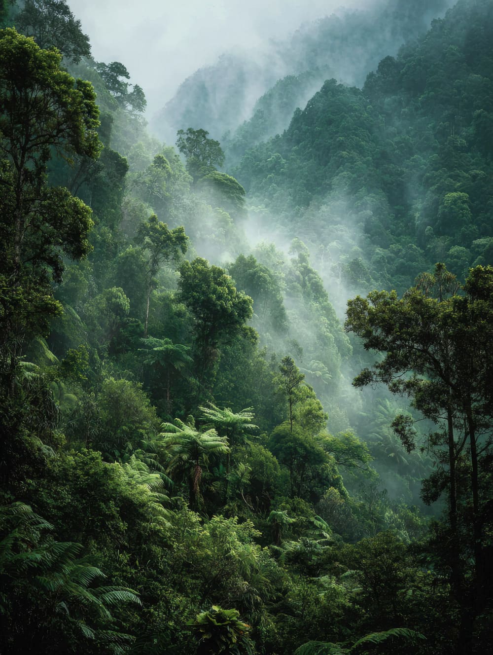 Tableau Tahiti Forêt Tropicale Brumeuse