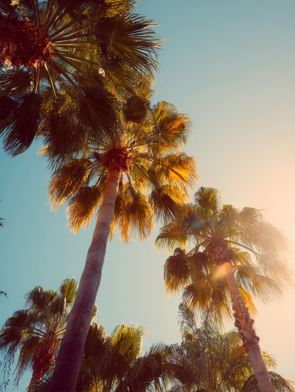 Tableau Tahiti Palmiers En Contre-Jour