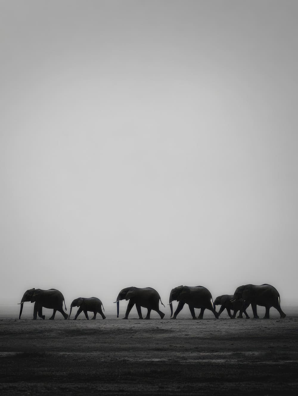 Tableau Troupeau D’Éléphants En Silhouette