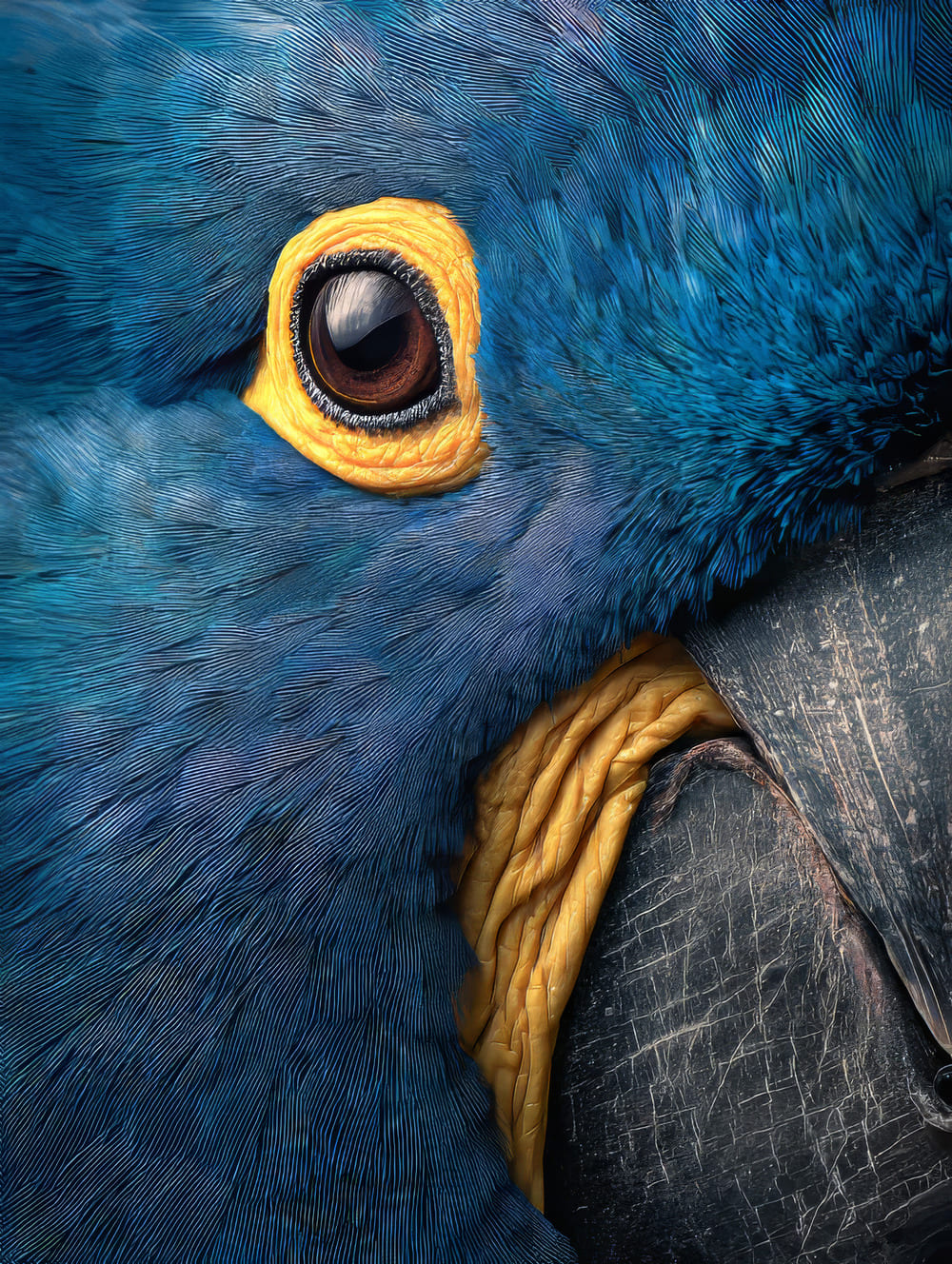 Tableau Ara Bleu En Gros Plan