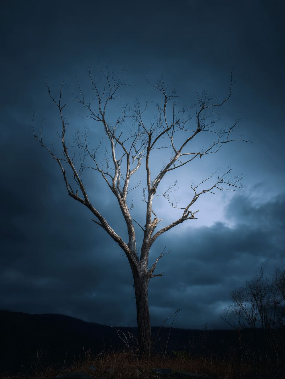 Tableau Arbre Mort Solitaire