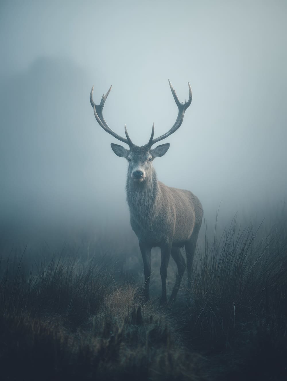 Tableau Cerf Dans La Brume (Mystère)