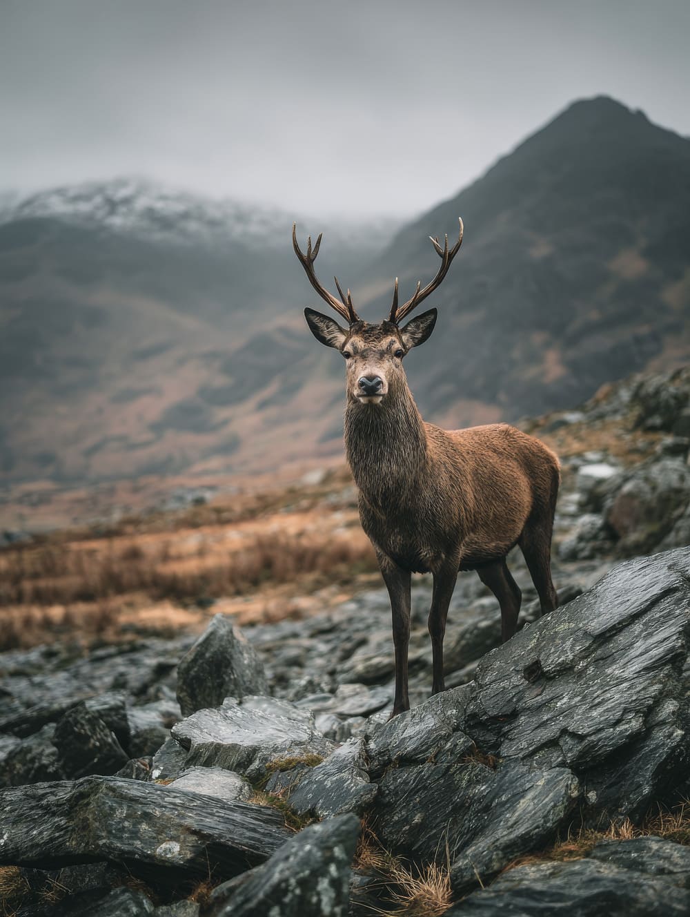 Tableau Cerf Sauvage En Montagne
