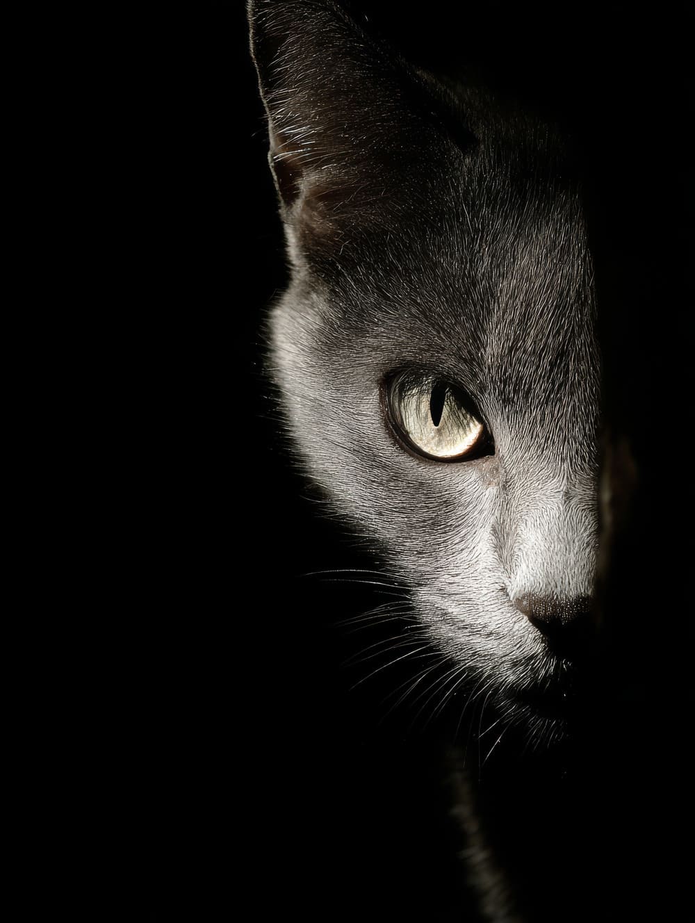 Tableau Chat Mystérieux Dans L’Ombre