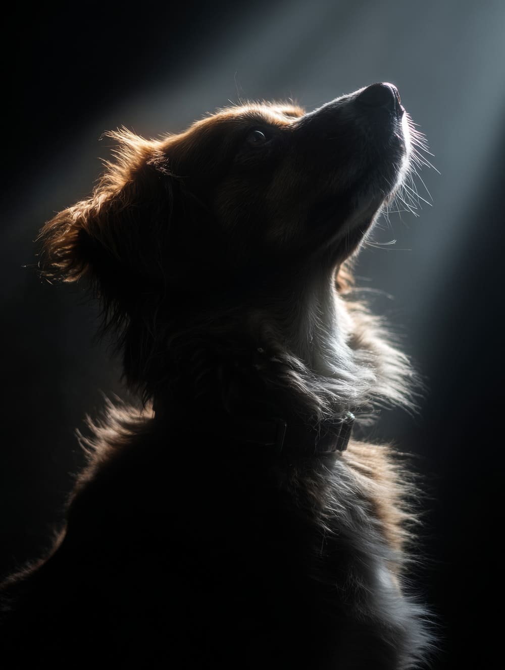 Tableau Chien En Contre-Jour