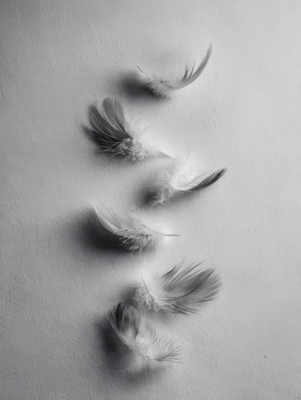 Tableau Composition De Plumes Minimaliste