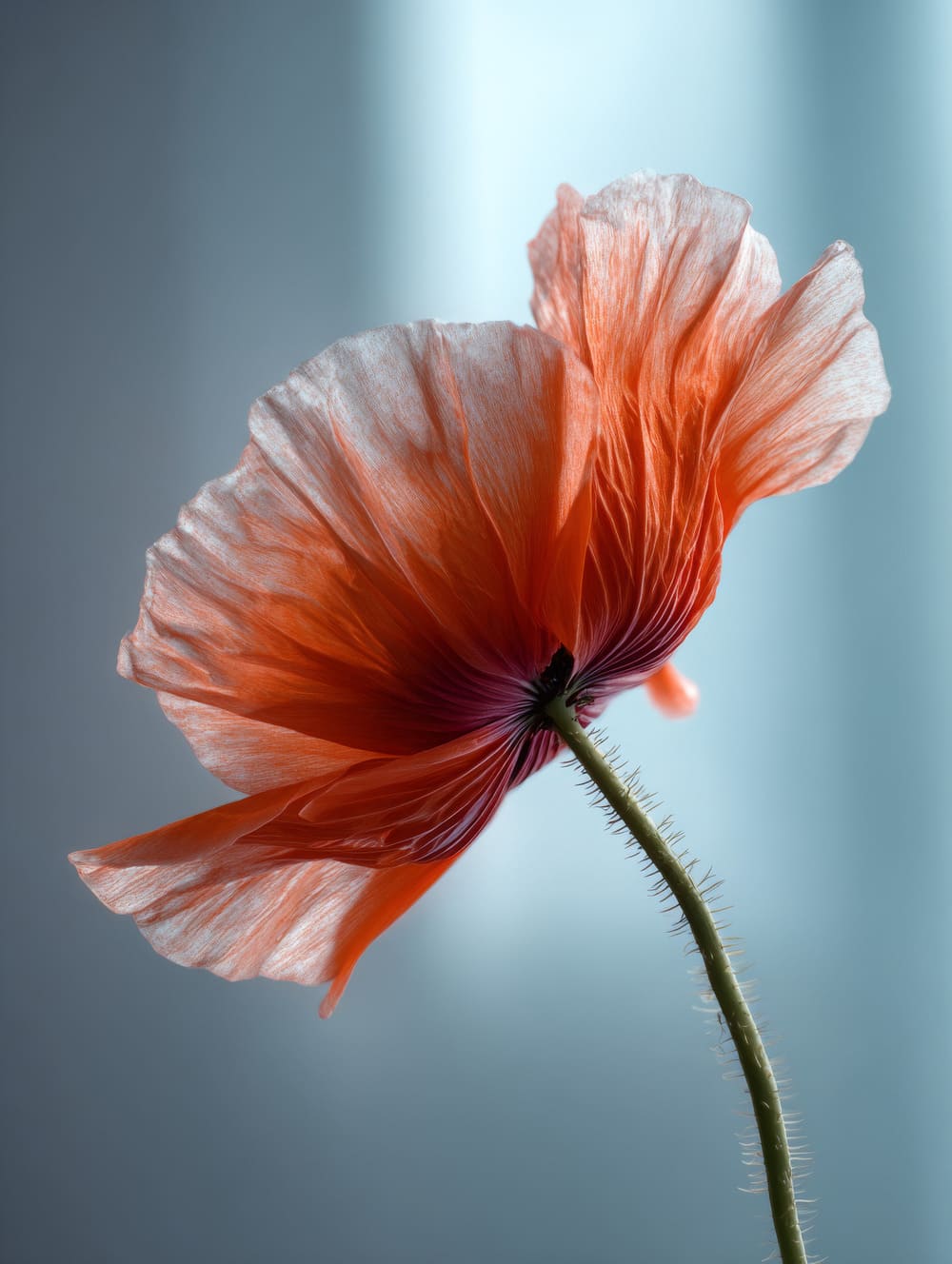 Tableau Coquelicot Dans Le Vent (Mouvement Léger)