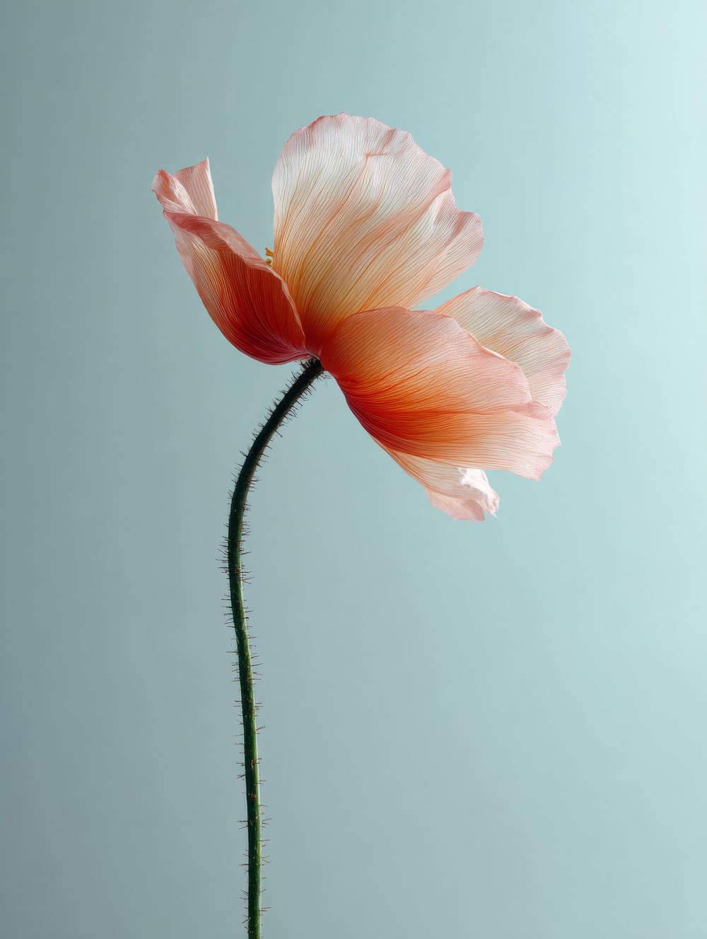 Tableau Coquelicot Solitaire Sur Fond Clair