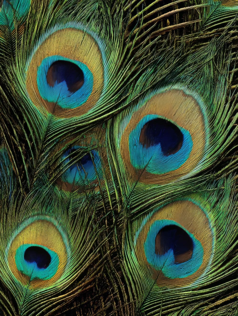 Tableau Détail De Plumes De Paon (Macro)