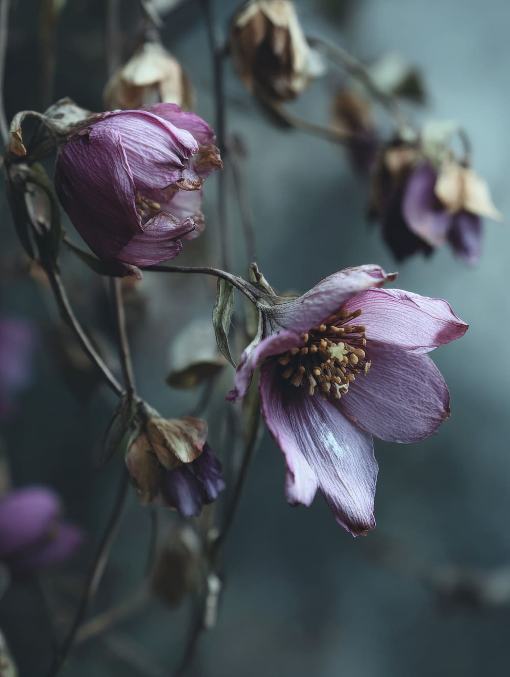 Tableau Fleurs Fanées (Poésie Du Temps)