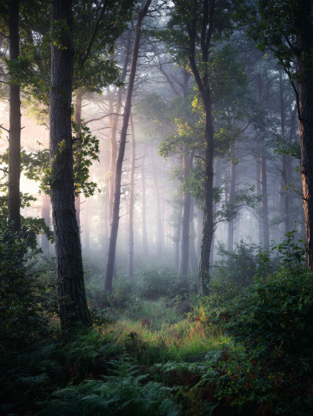 Tableau Forêt Brumeuse À L’Aube