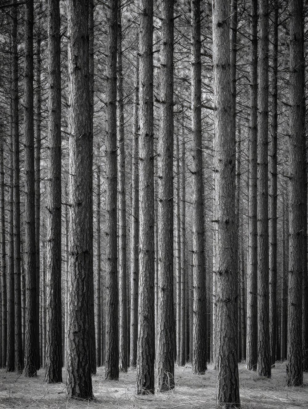 Tableau Forêt De Pins Verticale (Graphisme)