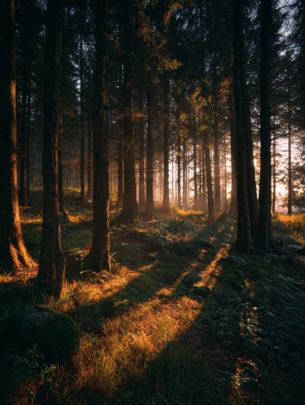 Tableau Forêt Et Lumière Rasante