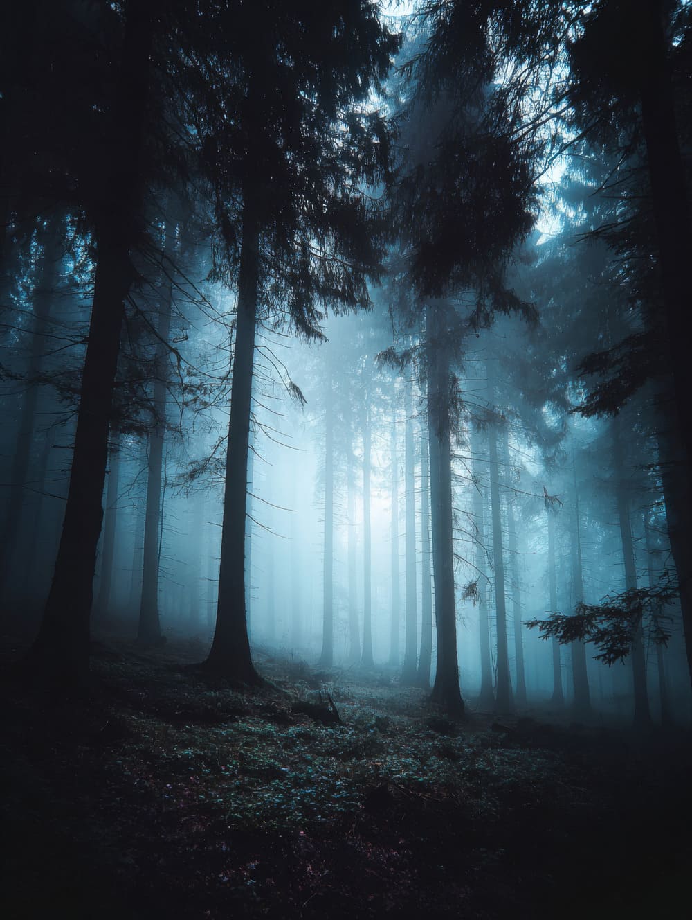 Tableau Forêt Nocturne Embrumée