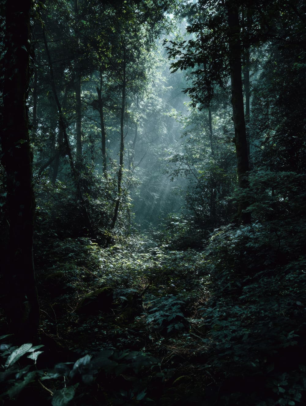 Tableau Forêt Sombre Et Dense