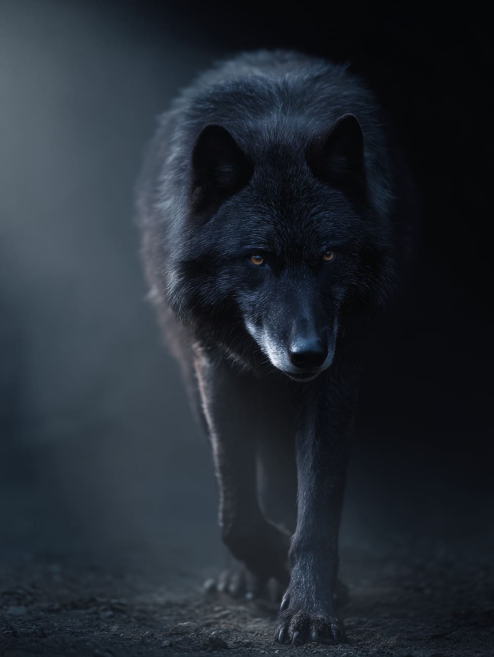 Tableau Loup Noir Dans L’Ombre