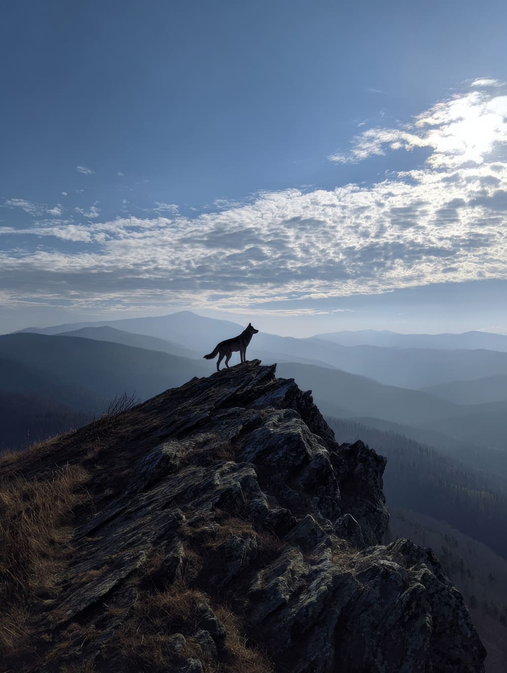 Tableau Loup Solitaire sur la Crête