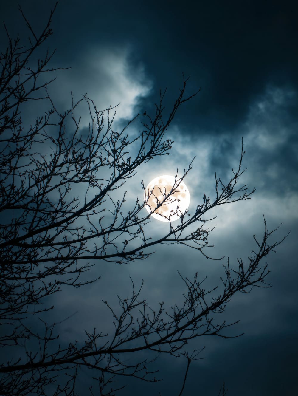 Tableau Lune Pleine Derrière Des Branches
