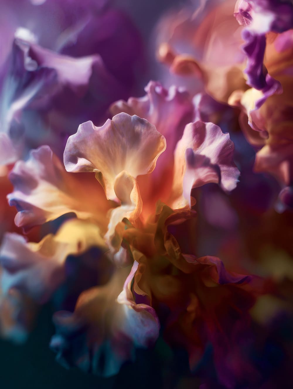 Tableau Macro Florale Abstraite