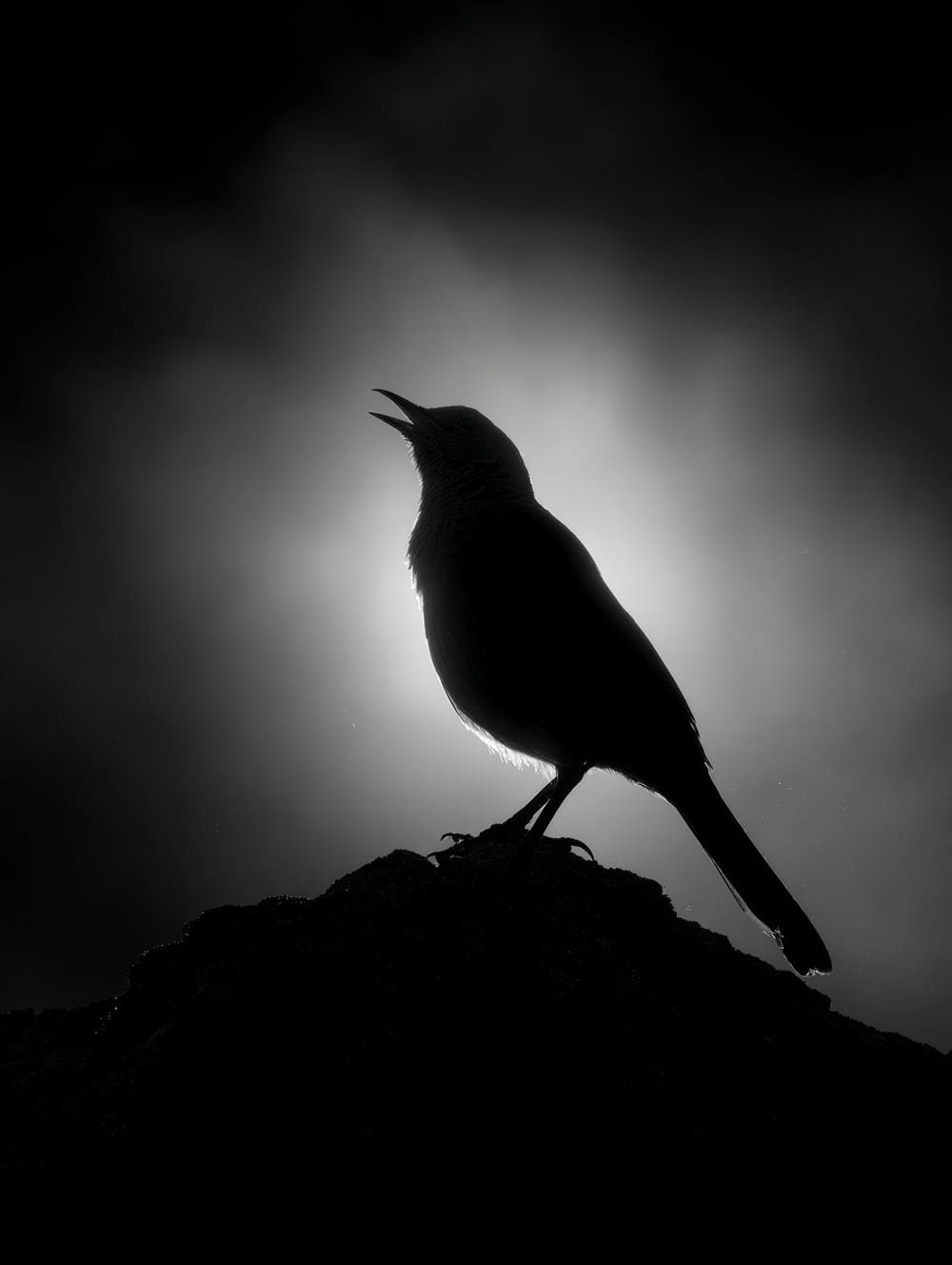 Tableau Oiseau En Contre-Jour Noir Et Blanc