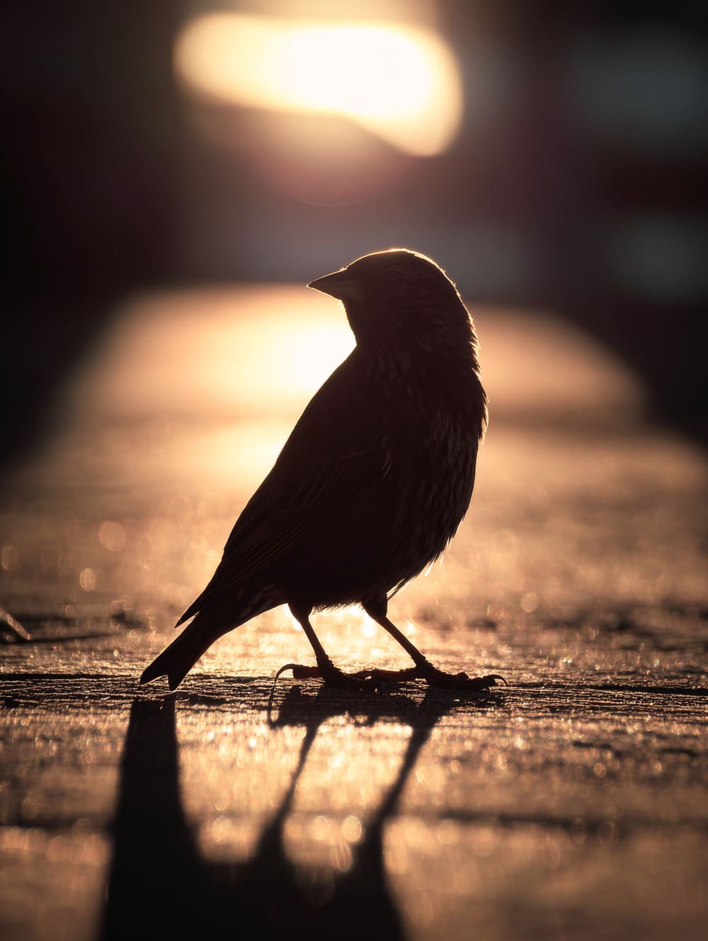 Tableau Oiseau En Contre-Jour