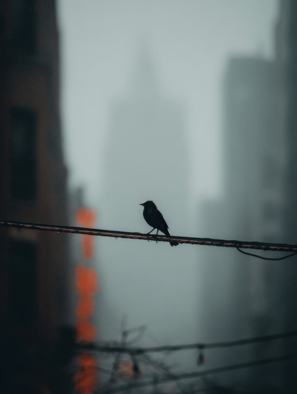 Tableau Oiseau Sur Fil Électrique (Urbain Poétique)