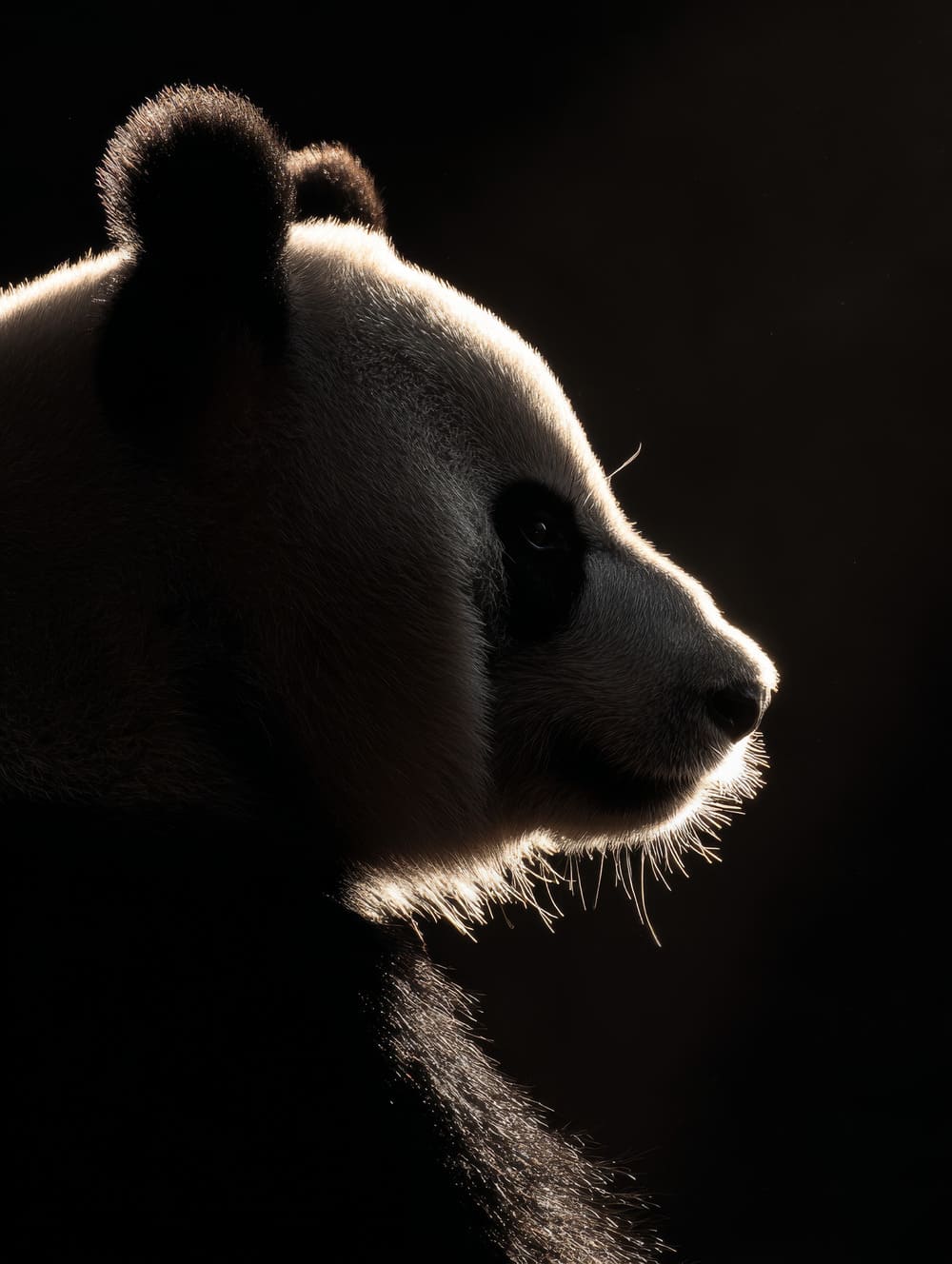 Tableau Panda en Contre-Jour