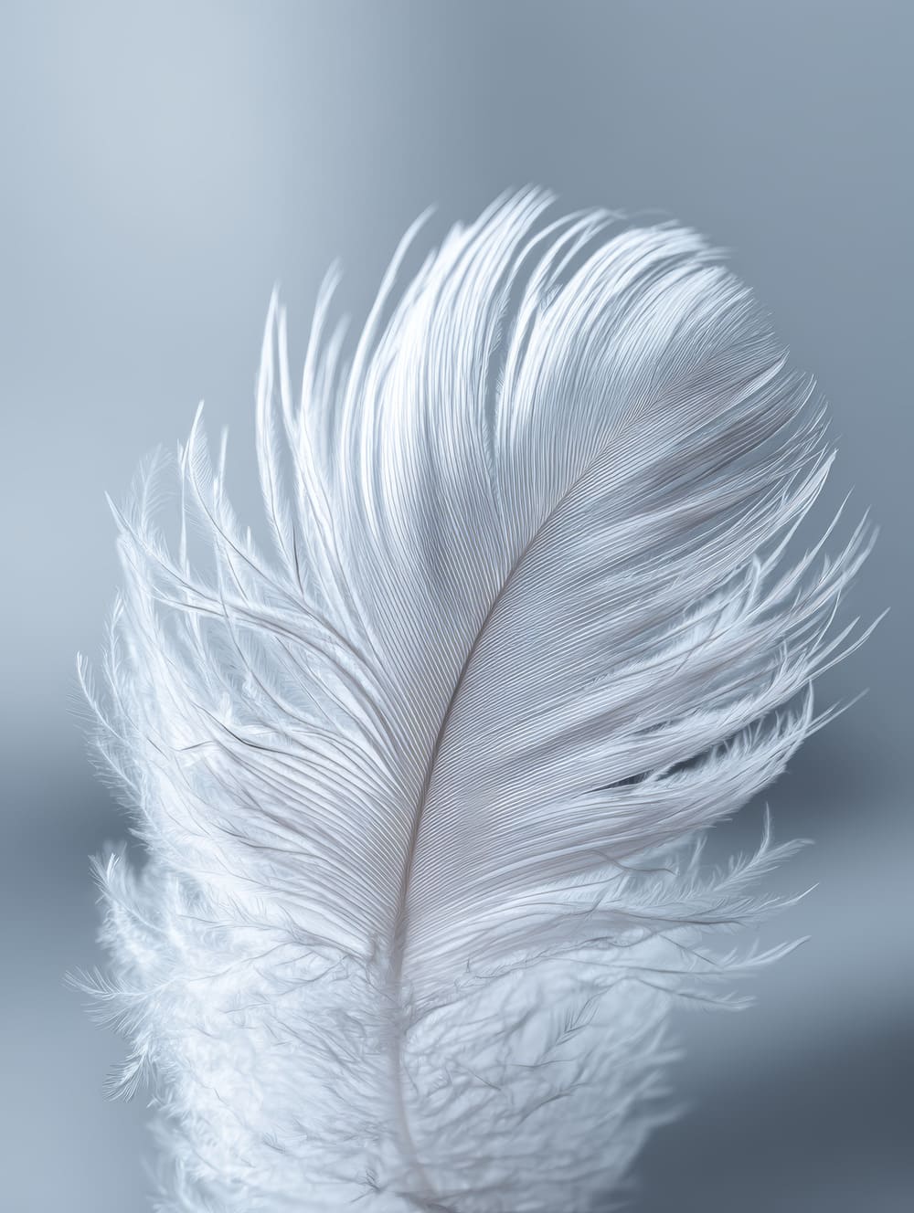 Tableau Plume Blanche Épurée