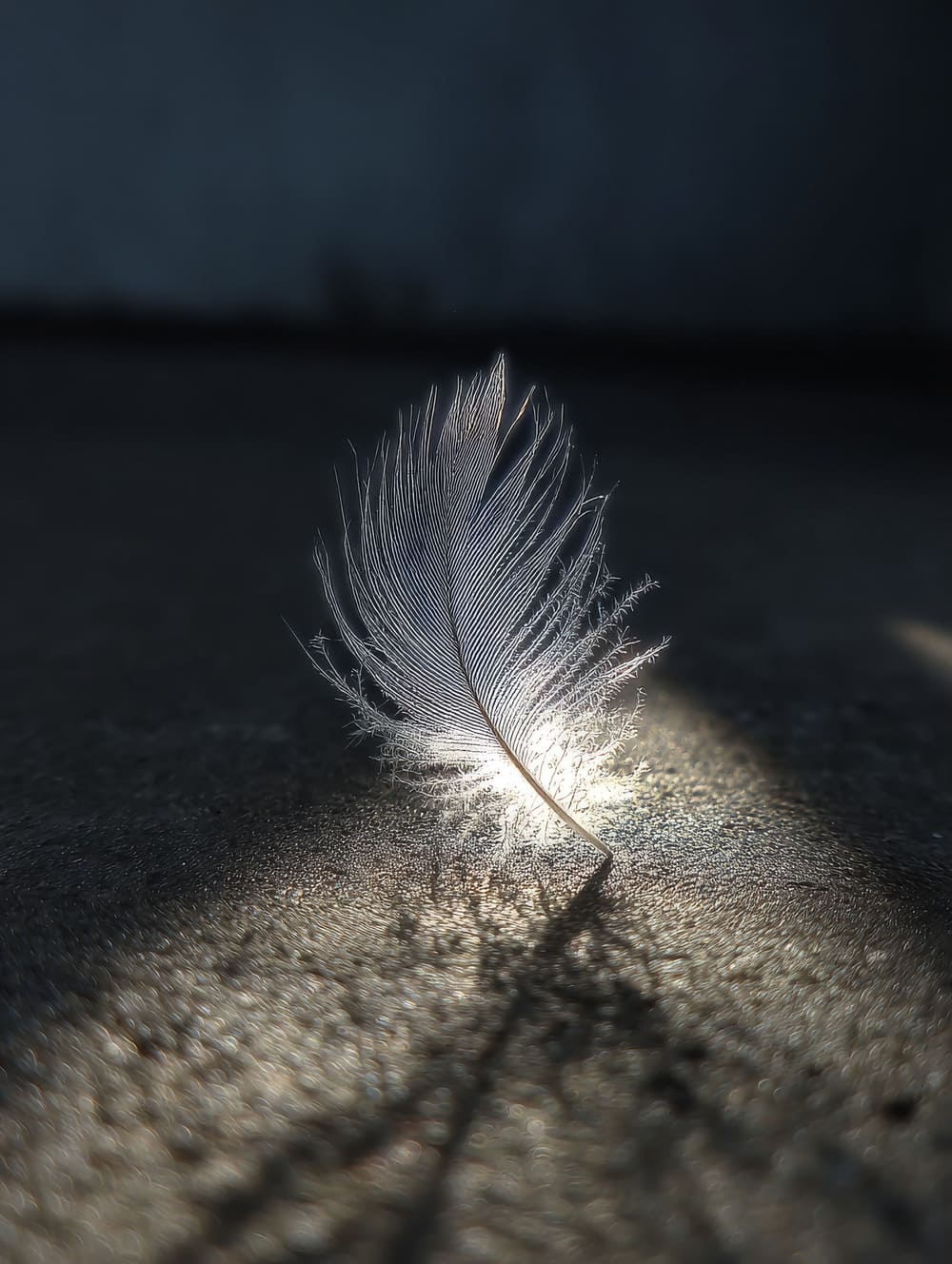 Tableau Plume En Contre-Jour