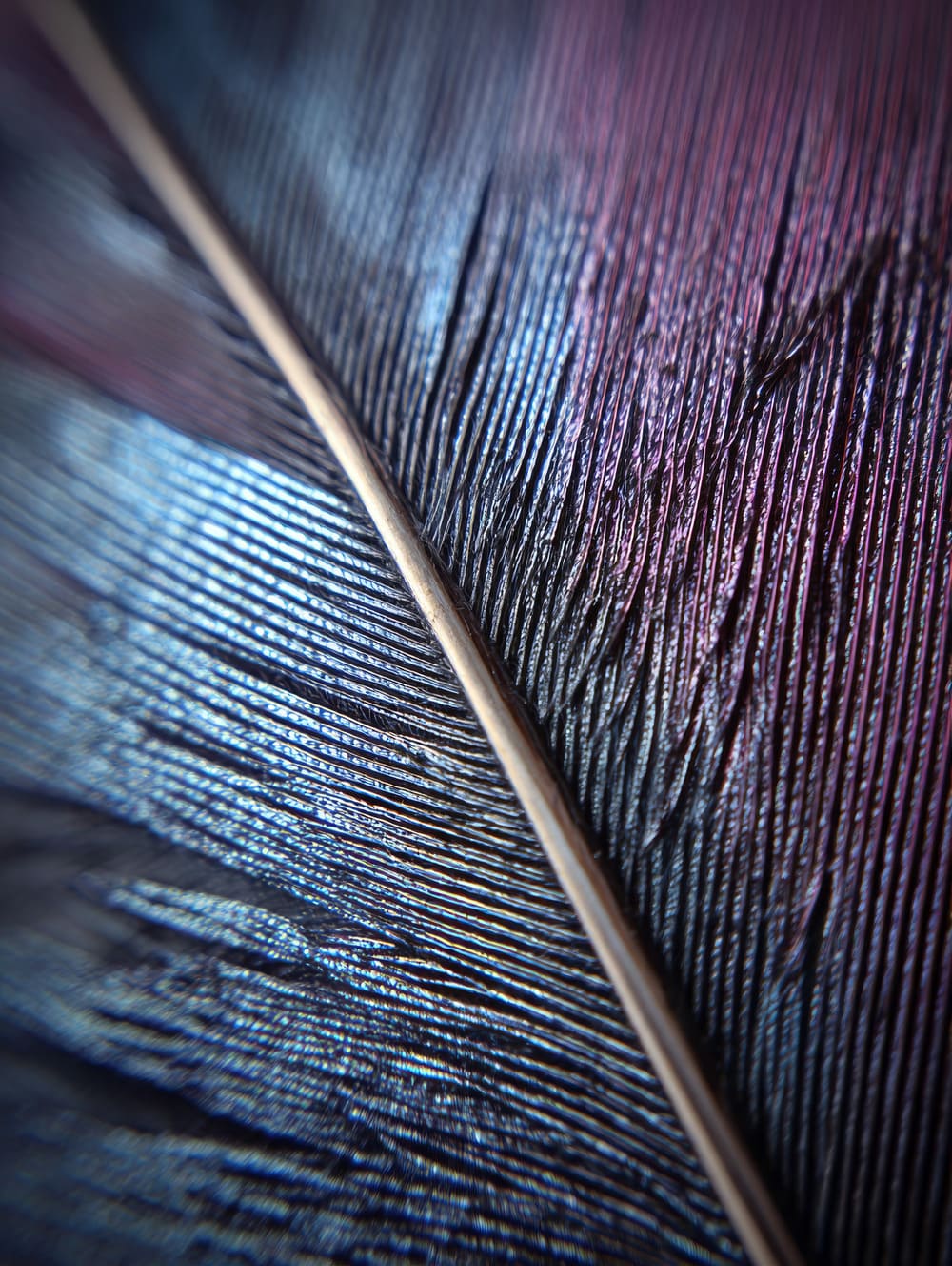 Tableau Plume En Macro (Texture Fine)