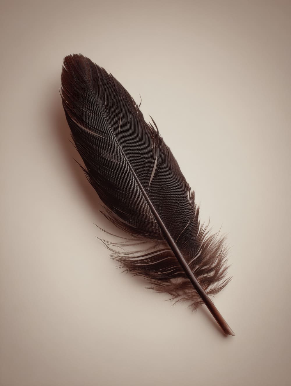 Tableau Plume Sombre Sur Fond Clair