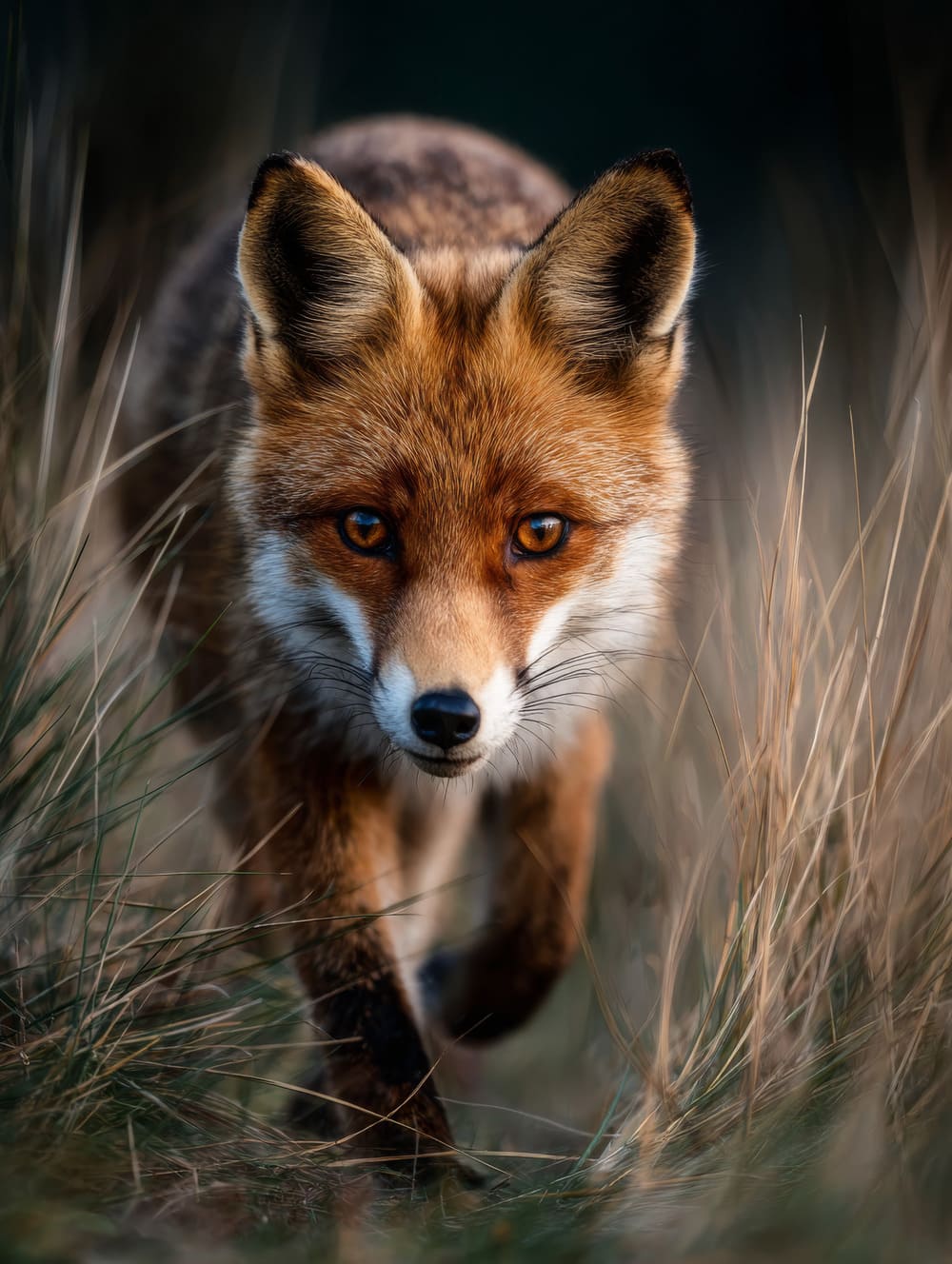 Tableau Renard En Mouvement Discret