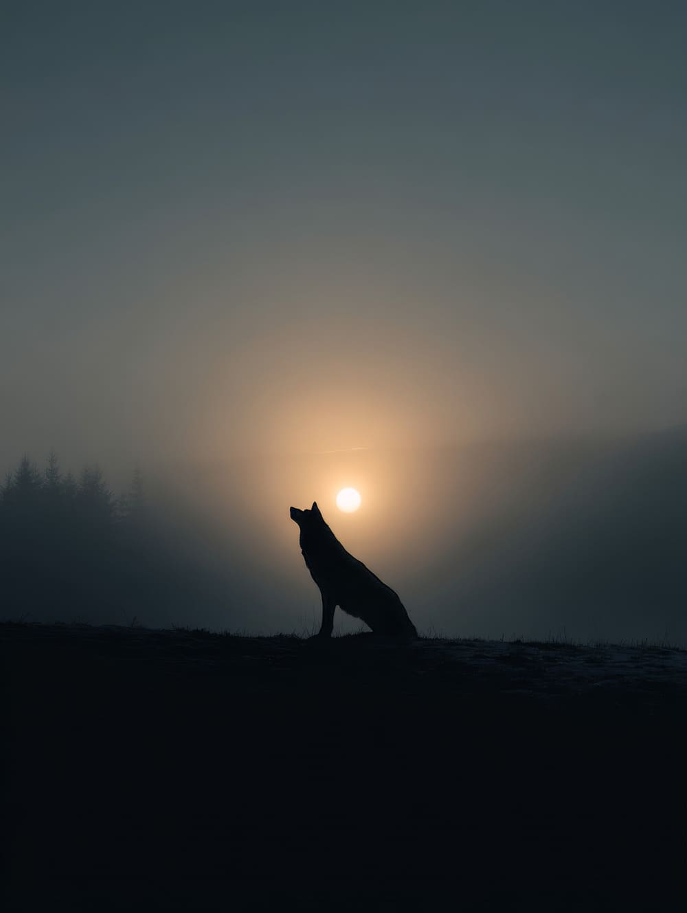 Tableau Silhouette De Loup Au Lever Du Jour