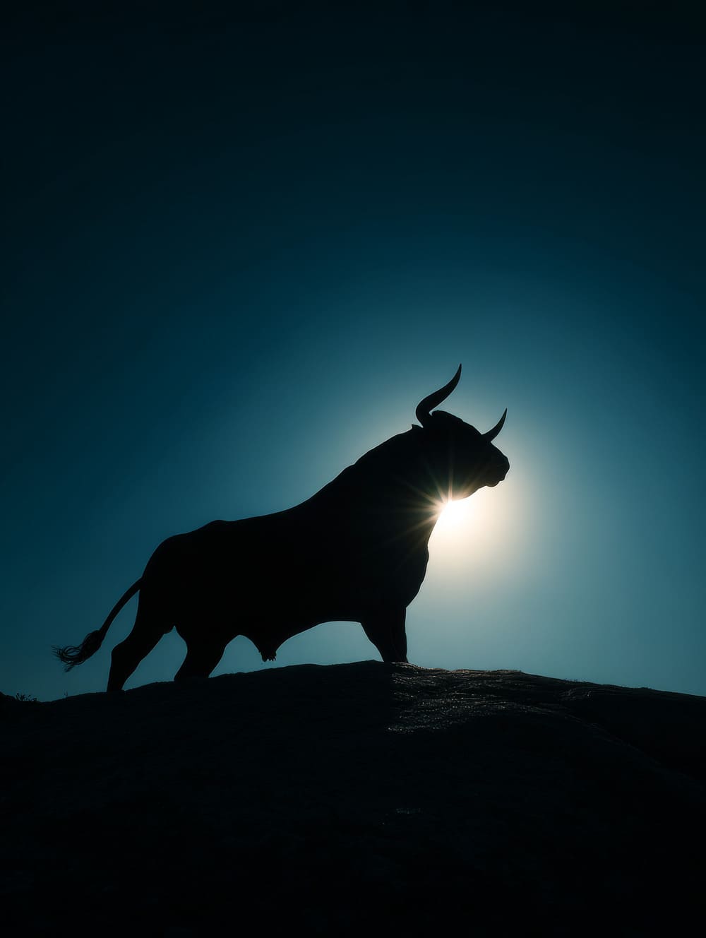 Tableau Taureau En Contre-Jour