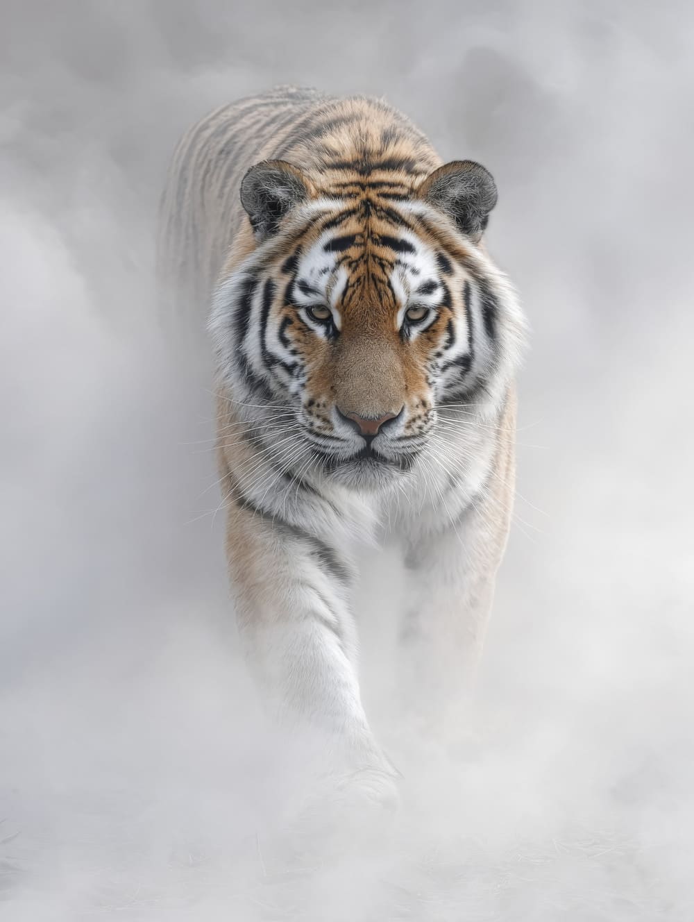 Tableau Tigre Dans La Brume