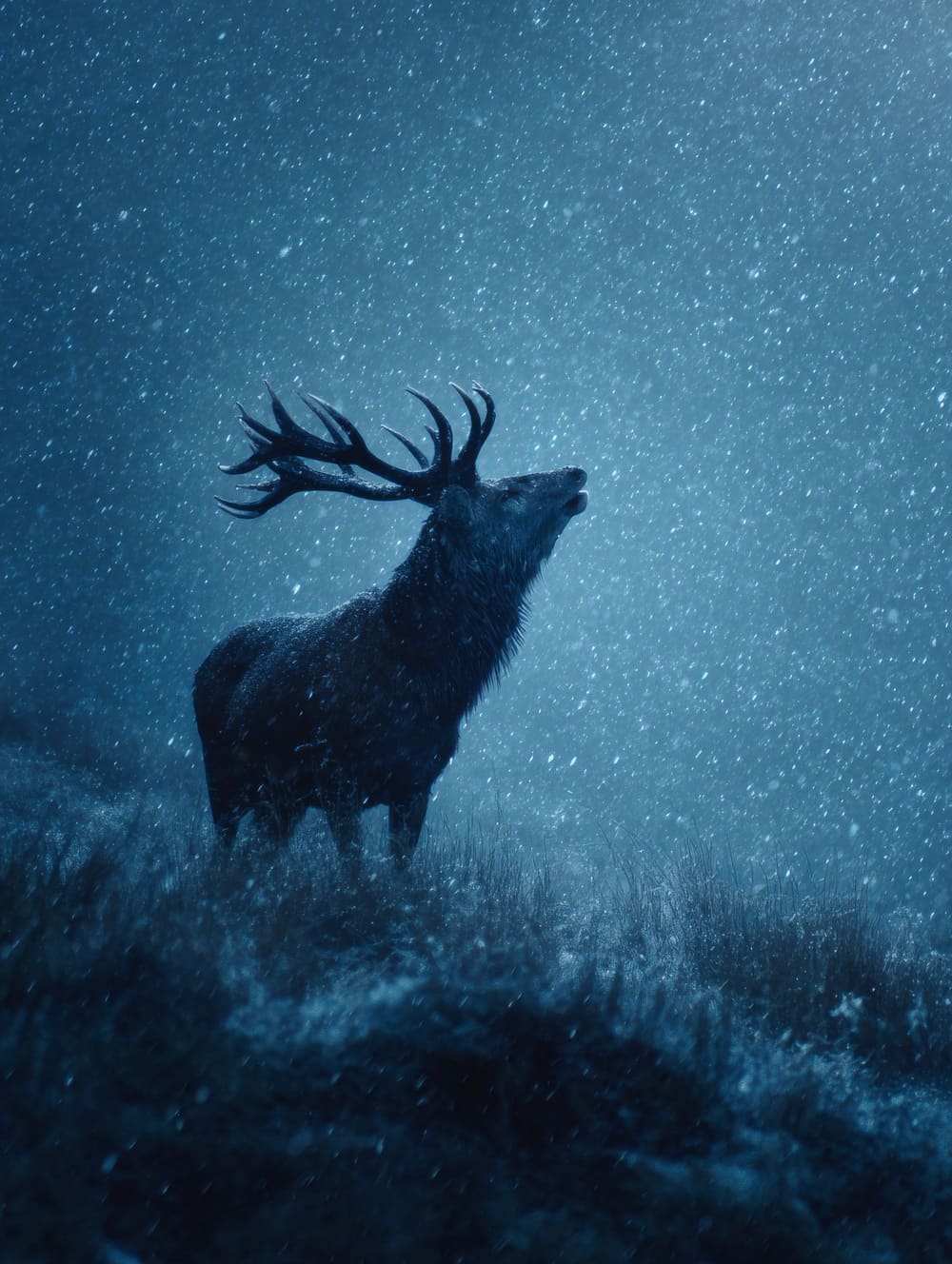 Tableau Cerf Sous la Neige (Hiver Silencieux)