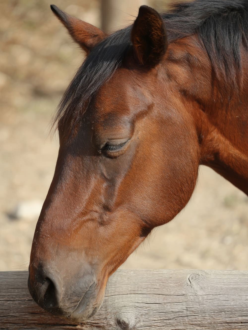 Tableau Cheval Tête Basse (Sérénité)