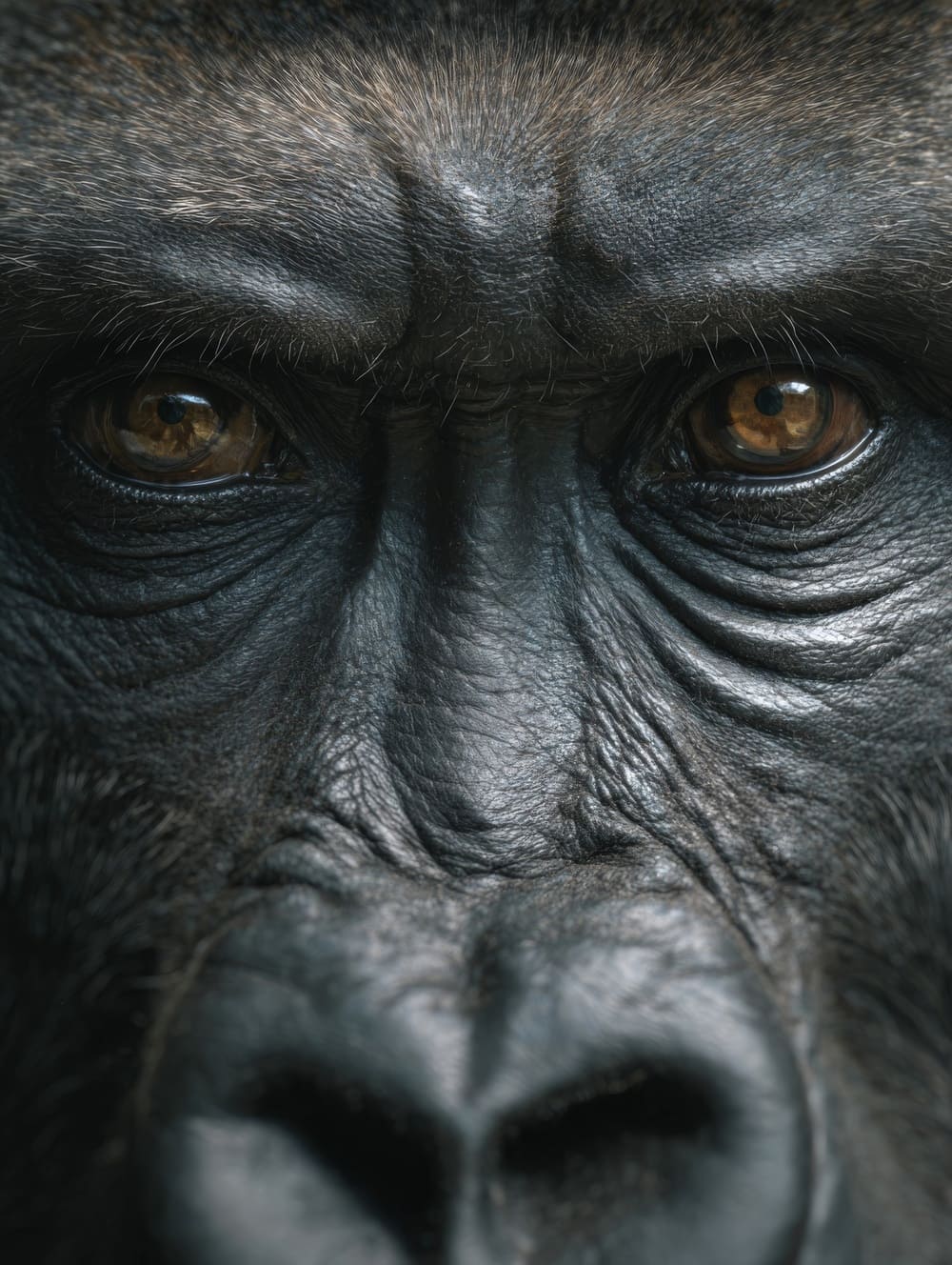 Tableau Gorille Regard Profond