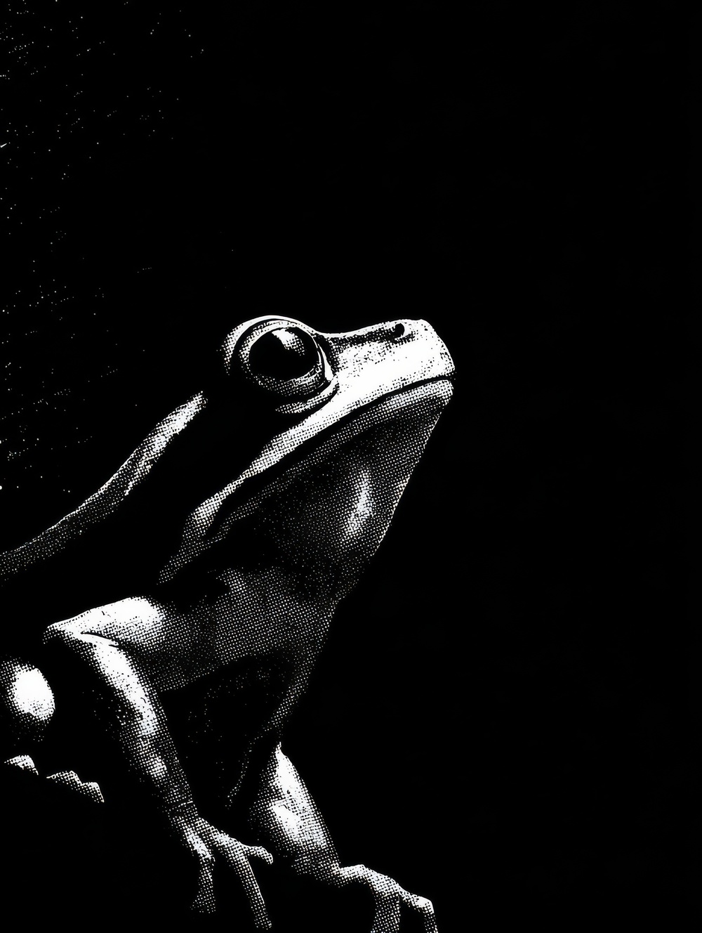 Tableau Grenouille Monochrome