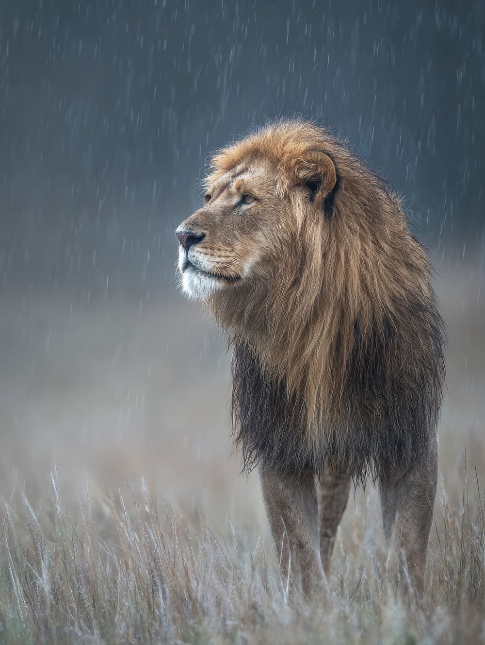 Tableau Lion Sous la Pluie Fine