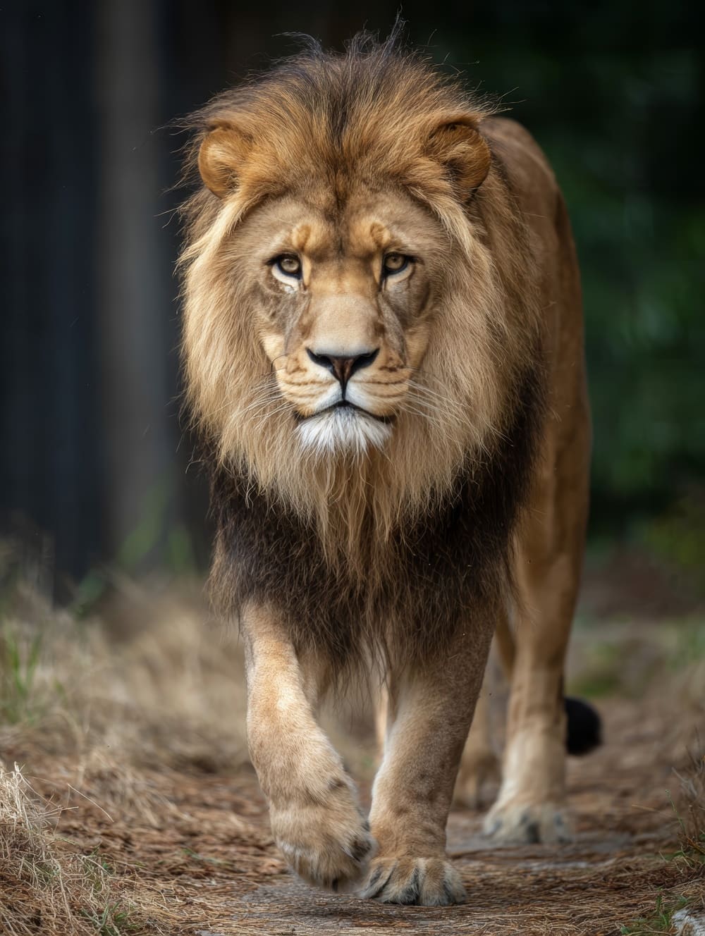 Tableau Lion en Marche (Allure Royale)