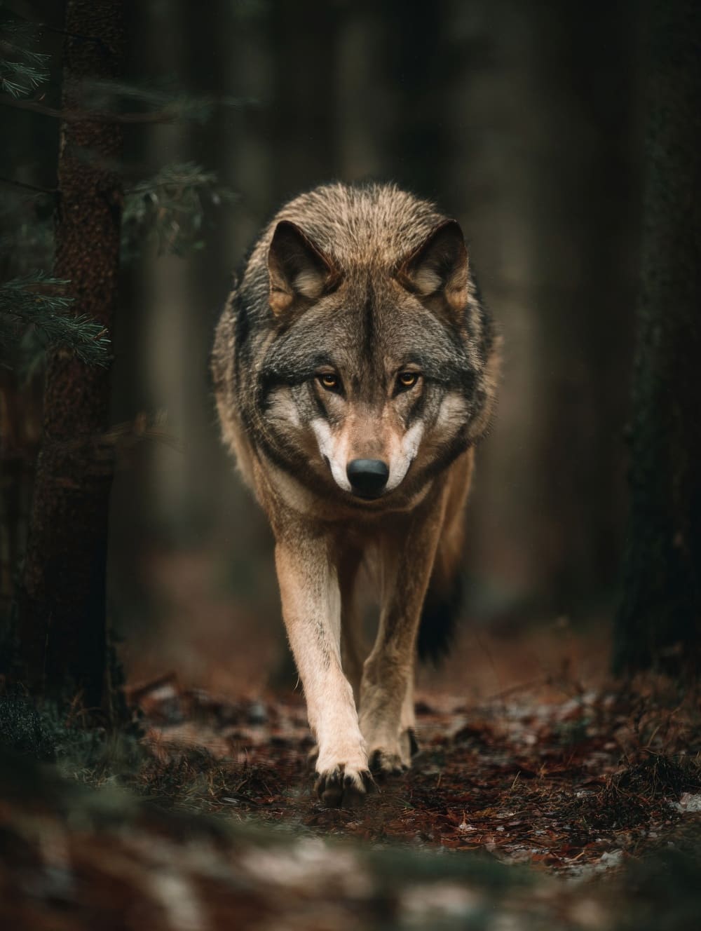 Tableau Loup en Marche Silencieuse