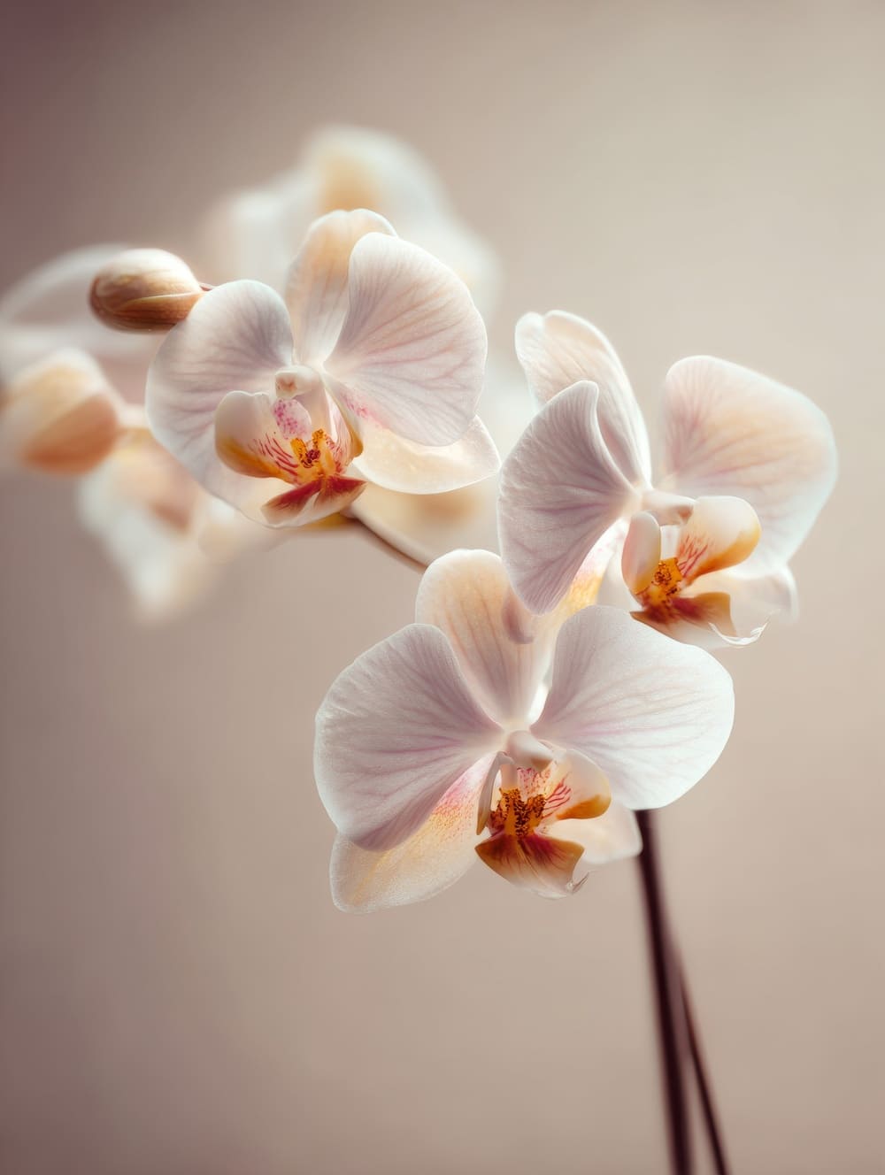 Tableau Orchidée Zen